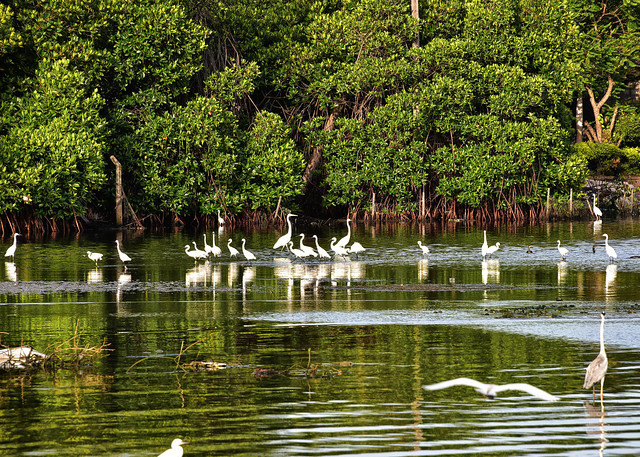 negombo_wetland (2)